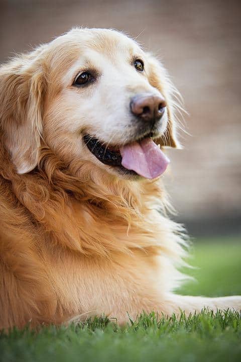 how-long-can-my-dog-go-without-pooping-official-golden-retriever