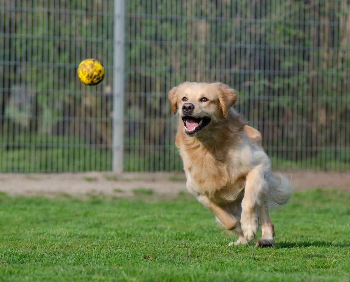 flyball-101-all-you-need-to-know-about-flyball-official-golden