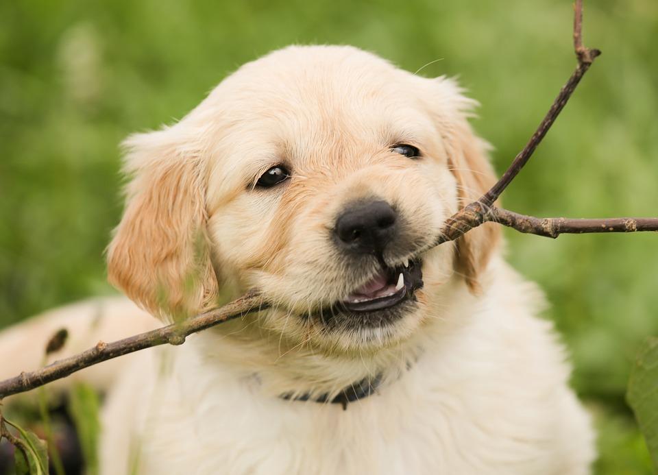 golden retriever puppy shedding