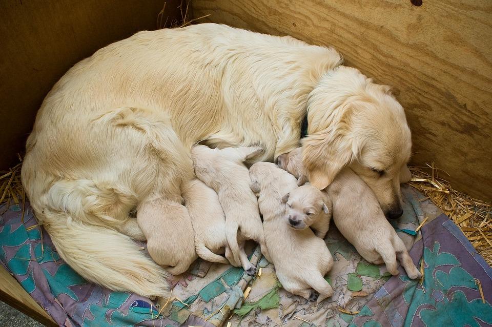 Golden Retriever Pregnancy Signs and 