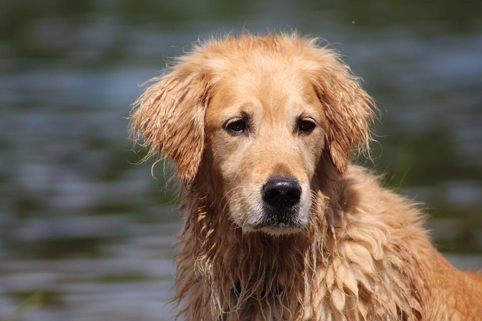 How Long Can My Dog Go Without Pooping? | Official Golden Retriever