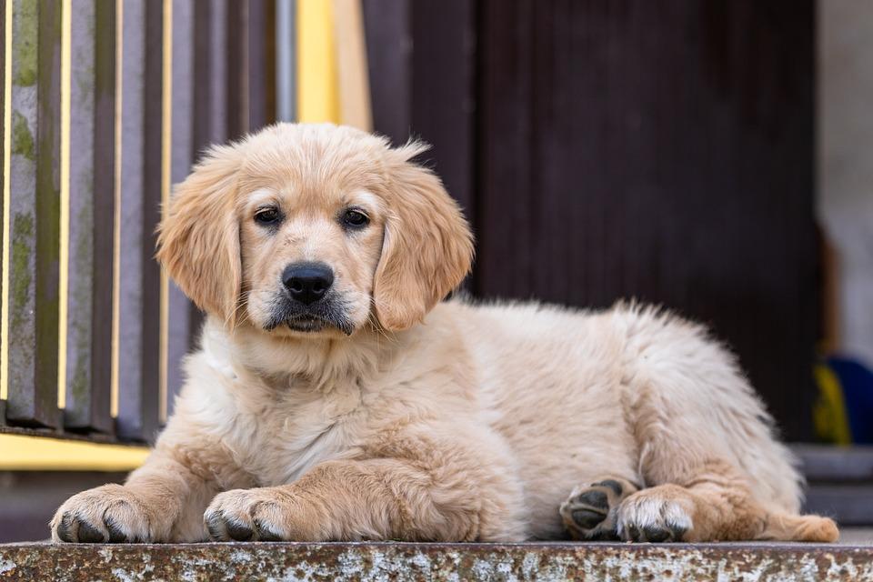 golden retriever dogs for adoption