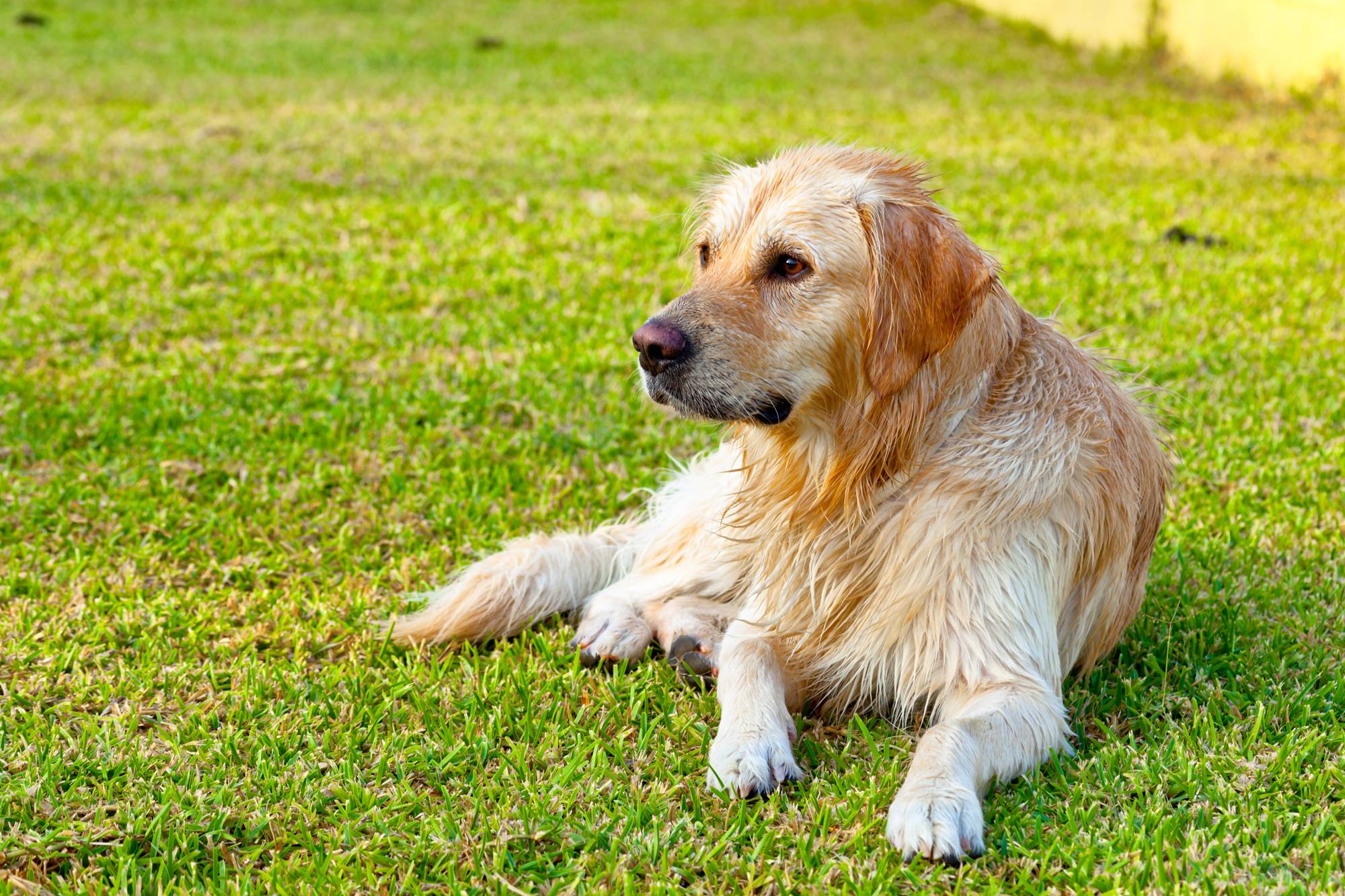 How Golden Retrievers Became America’s Favorite Dog Breed