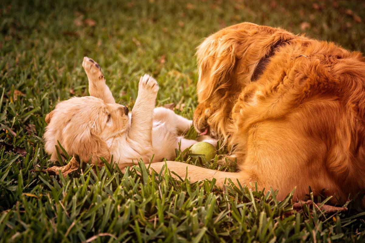 what-to-train-your-puppy-first-official-golden-retriever