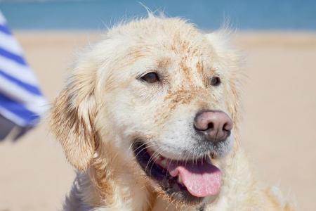 Dog Treats For Golden Retrievers Official Golden Retriever