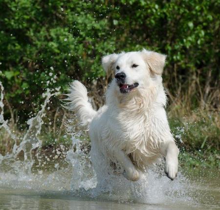 golden retriever manger