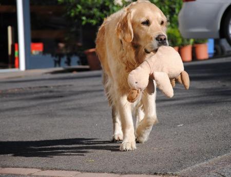 alimentation des Golden Retrievers