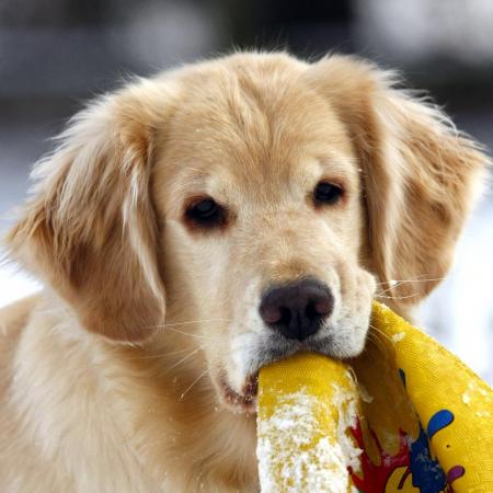 homemade dog food for golden retrievers