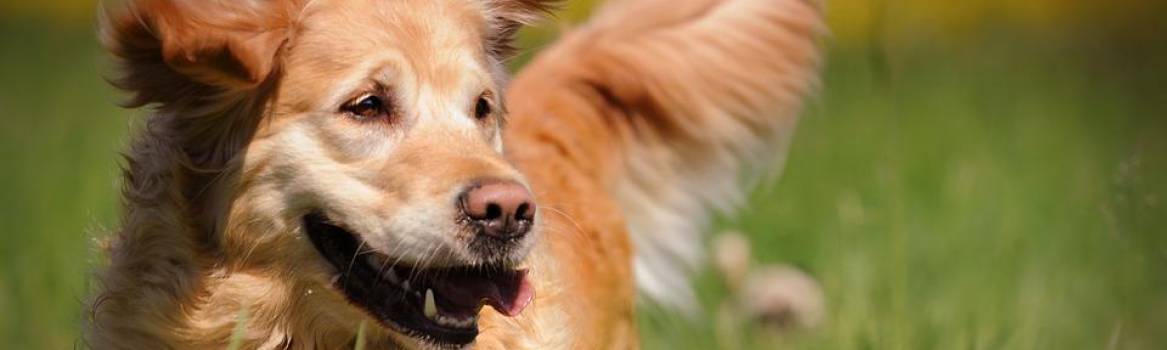 Golden Retrievers and Ear Infections | Official Golden Retriever