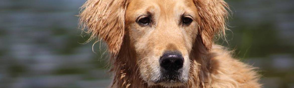 how-long-can-my-dog-go-without-pooping-official-golden-retriever