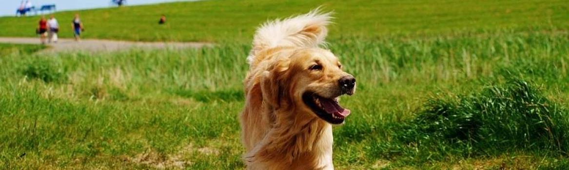 natural-treatments-for-fatty-tumors-in-dogs-official-golden-retriever