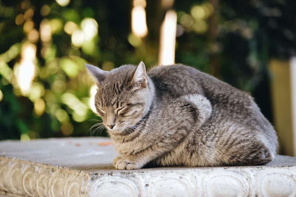 cat-losing-hair-on-tail-or-back-near-tail-base-causes-official-golden