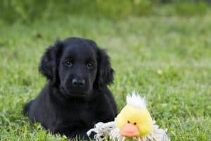 The Black Golden Retrievers Official Golden Retriever