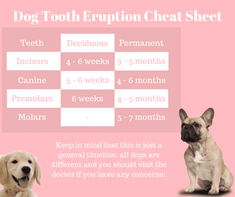 How to Take Care of Your Golden Retriever’s Teeth - Official Golden ...