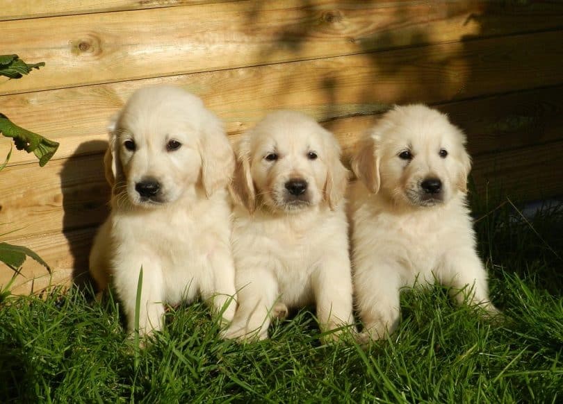 The Top 5 Prize-winning Golden Retriever Breeders in the World ...