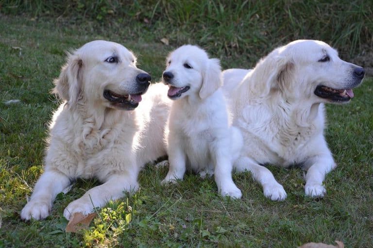 The Subtle Differences Between Male and Female Golden Retrievers That ...