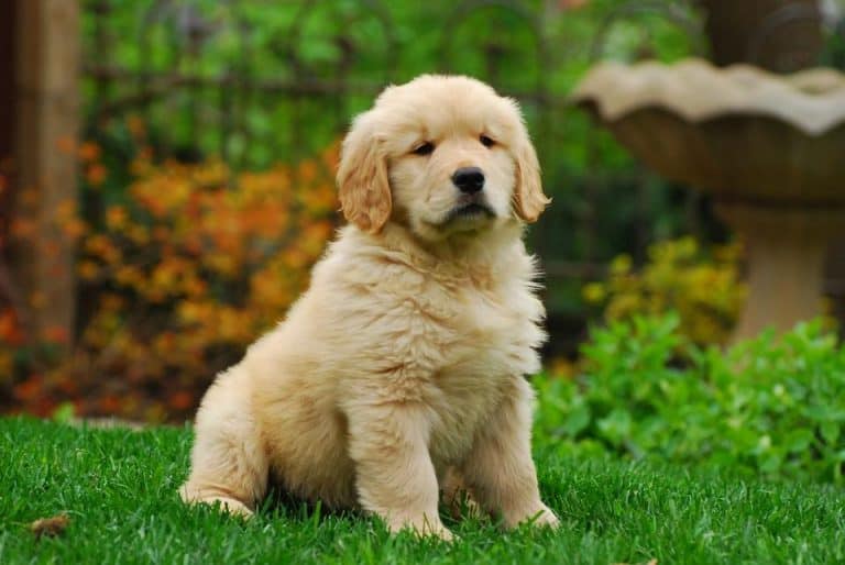 All You Need To Know About Golden Retriever Puppies Official Golden Retriever