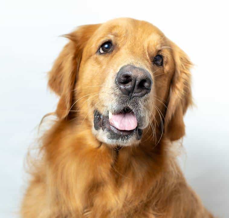 Golden Retriever Behavior And Temperament - GolDen Retriever Behavior AnD Temperament