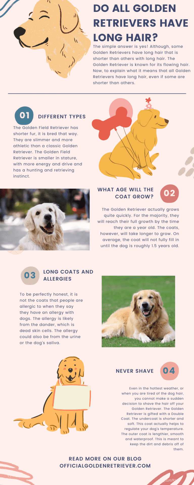 Do All Golden Retrievers Have Long Hair? - Official Golden Retriever