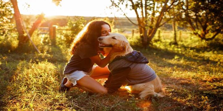 65 Facts About Golden Retrievers - Official Golden Retriever